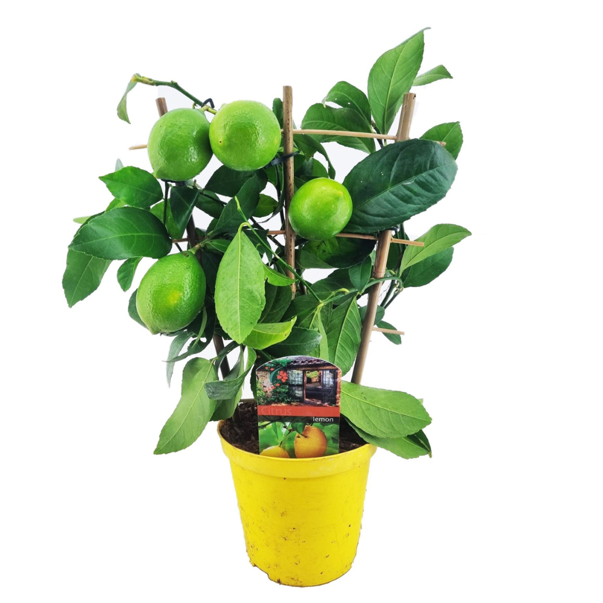 Fruit Trees Citronträd - Citrus Limon - Höjd 40-45Cm - ⌀14Cm