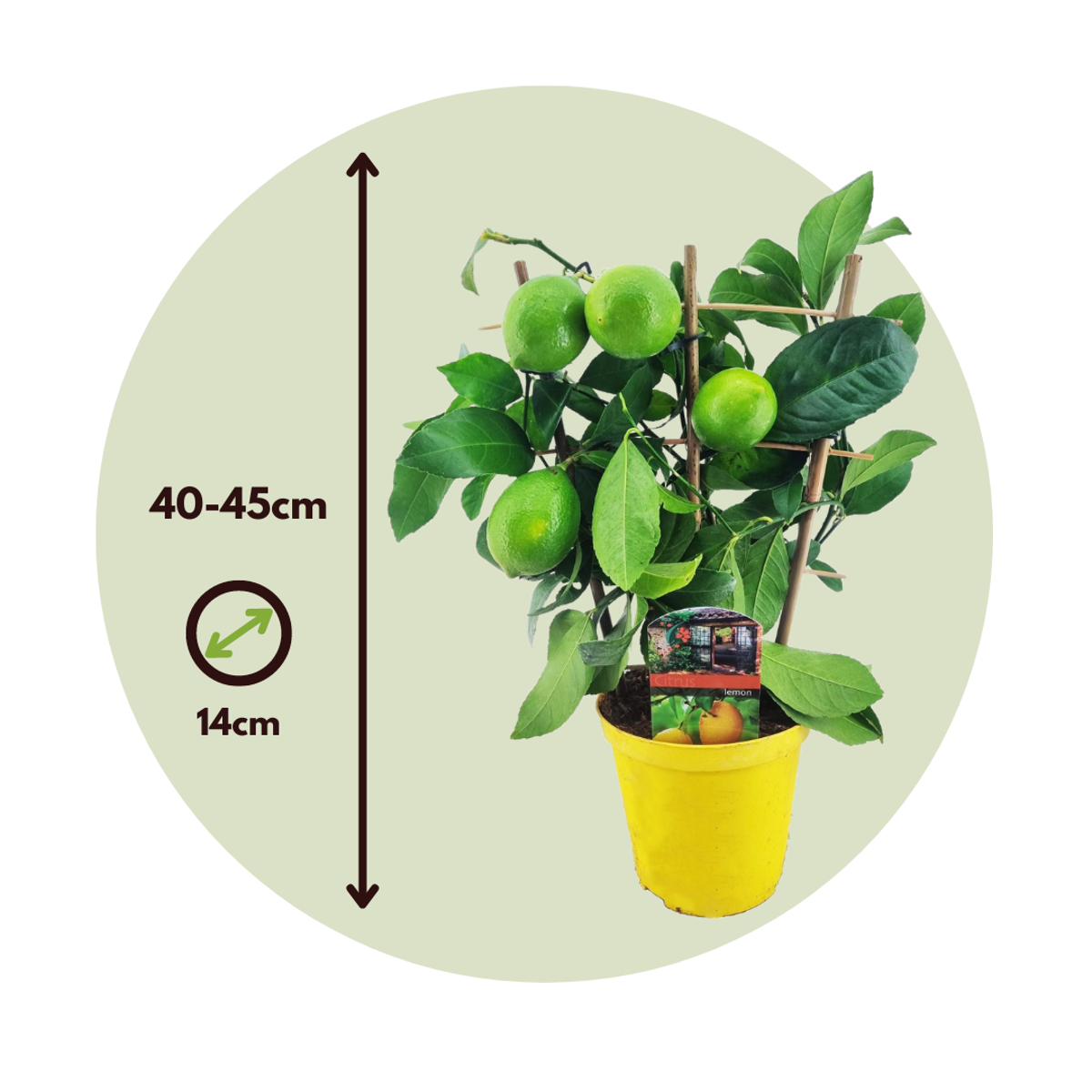 Fruit Trees Citronträd - Citrus Limon - Höjd 40-45Cm - ⌀14Cm