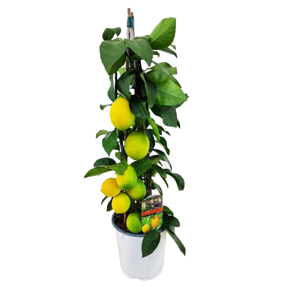 Fruit Trees Citronträd - Citrus Limon - Höjd 60-65Cm - ⌀17Cm