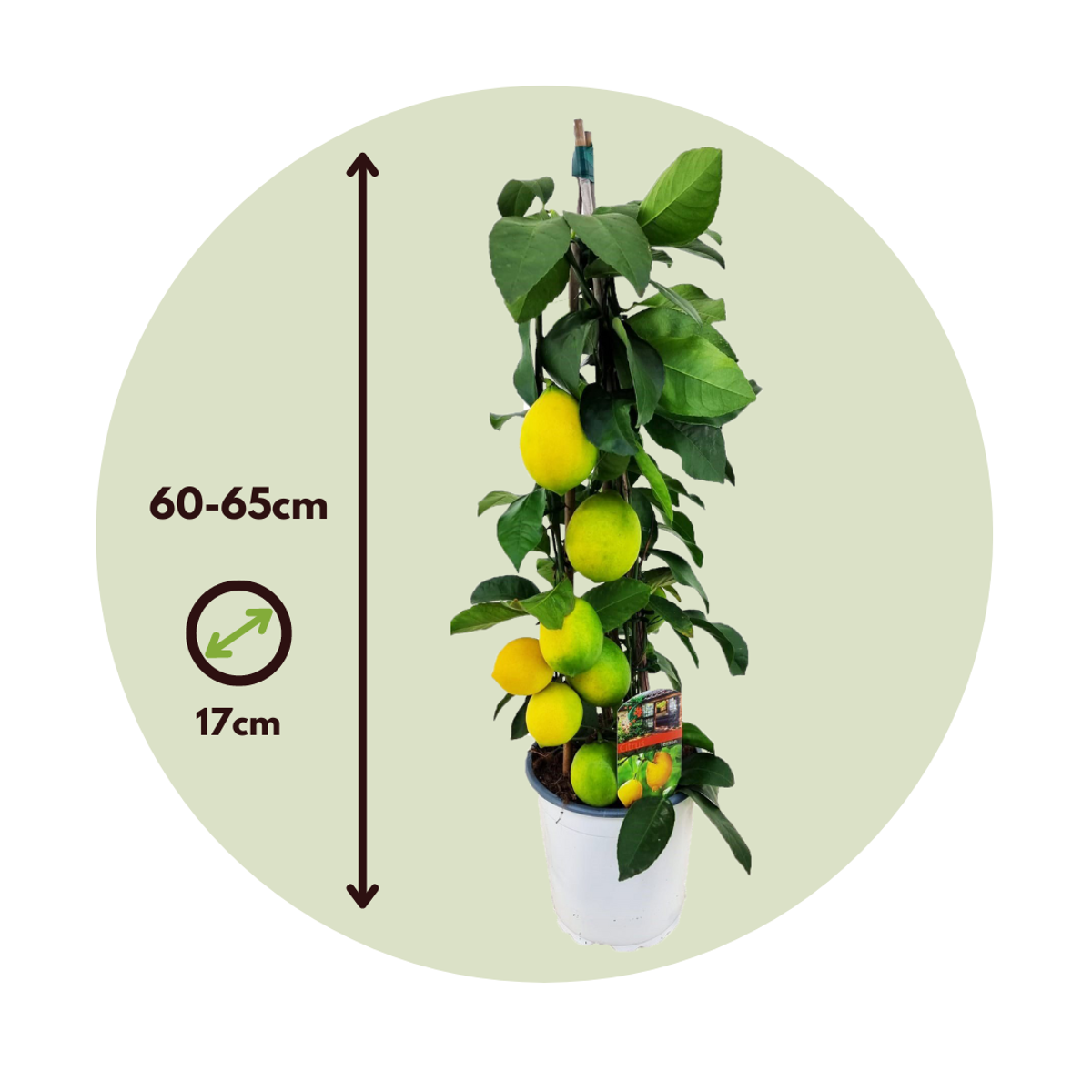 Fruit Trees Citronträd - Citrus Limon - Höjd 60-65Cm - ⌀17Cm