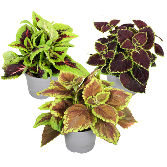 Florastore Nässlor - Set Om 3 - Plectranthus Scutellarioides - Höjd 25-40Cm - ⌀13Cm