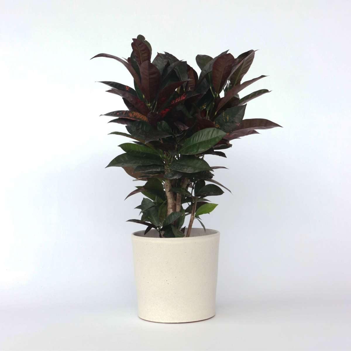 Florastore Kroton - Codiaeum Variegatum 'Mrs. Iceton' - Höjd 60-70Cm - ⌀19Cm
