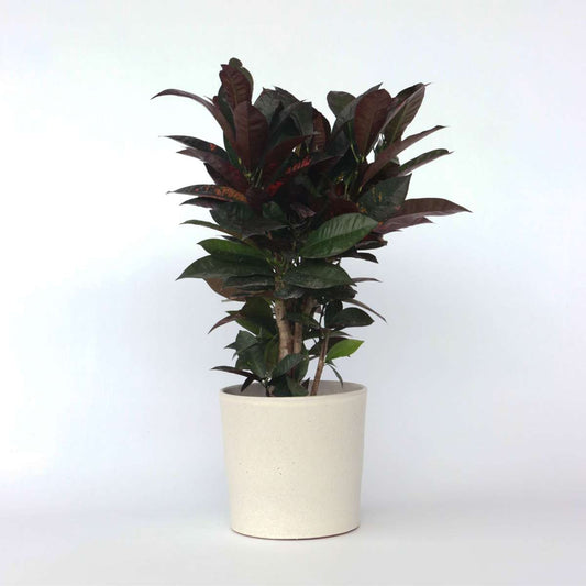 Florastore Kroton - Codiaeum Variegatum 'Mrs. Iceton' - Höjd 60-70Cm - ⌀19Cm