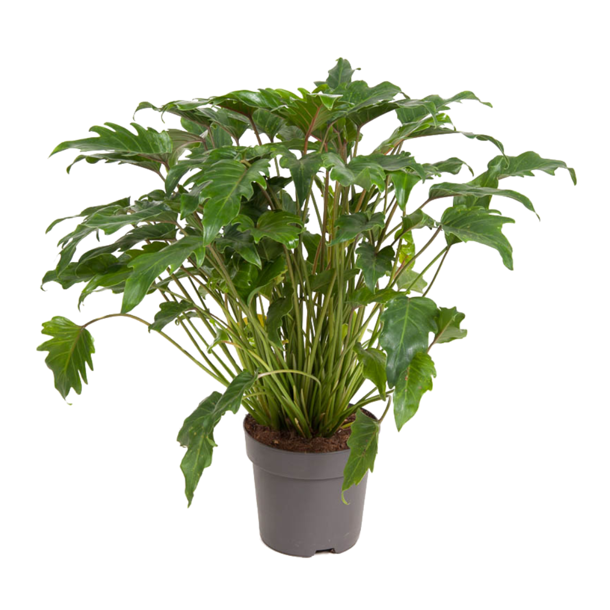 Philodendron Filodendron - Philodendron 'Xanadu' - Höjd 50-60Cm - ⌀21Cm