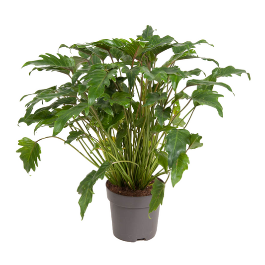 Philodendron Filodendron - Philodendron 'Xanadu' - Höjd 50-60Cm - ⌀21Cm