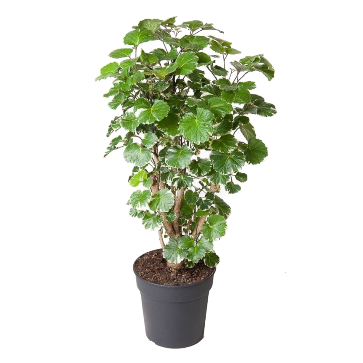 Other Green Houseplants Aralia - Polyscias 'Balfouriana' - Höjd 70-80Cm - ⌀19Cm