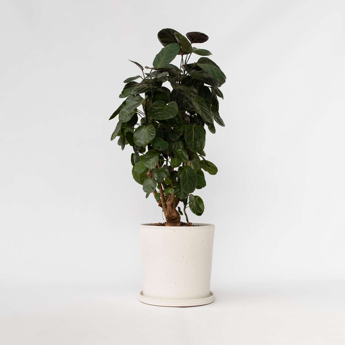 Other Green Houseplants Aralia - Polyscias 'Fabian' - Höjd 80-85Cm - ⌀21Cm