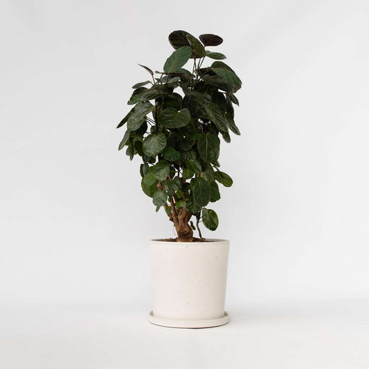 Other Green Houseplants Aralia - Polyscias 'Fabian' - Höjd 80-85Cm - ⌀21Cm