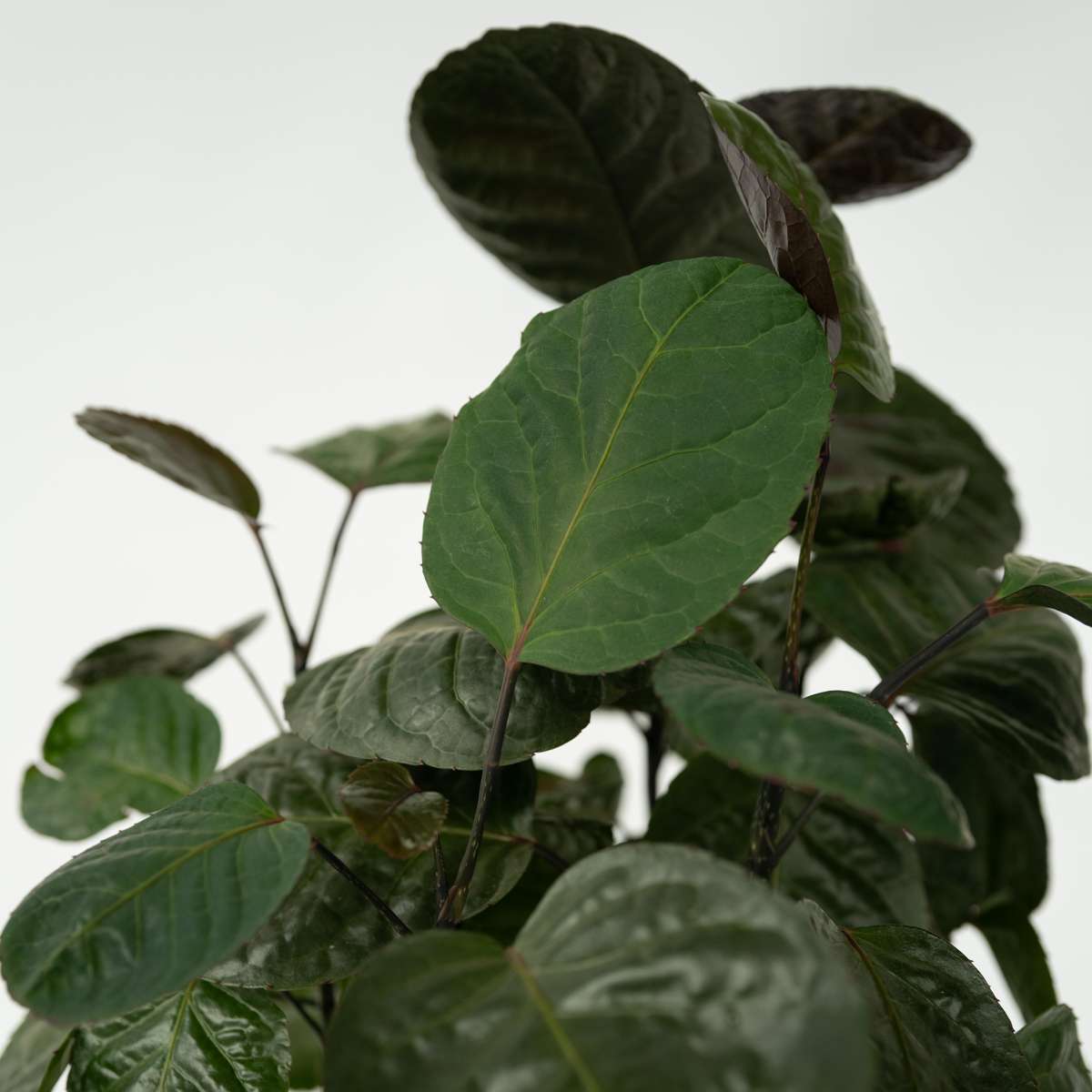 Other Green Houseplants Aralia - Polyscias 'Fabian' - Höjd 80-85Cm - ⌀21Cm