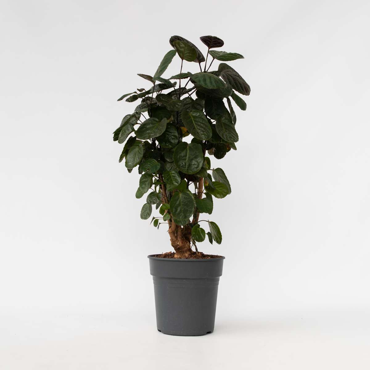 Other Green Houseplants Aralia - Polyscias 'Fabian' - Höjd 80-85Cm - ⌀21Cm