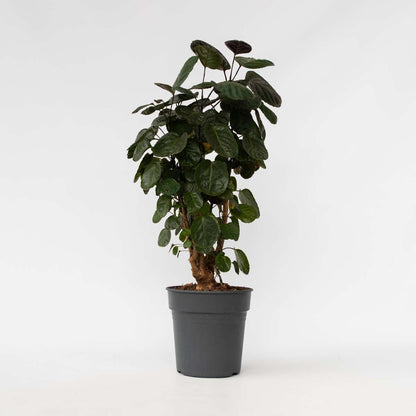 Other Green Houseplants Aralia - Polyscias 'Fabian' - Höjd 80-85Cm - ⌀21Cm