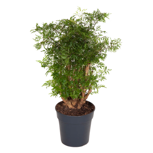 Florastore Aralia - Polyscias Fruticosa - Höjd 70-80Cm - ⌀21Cm
