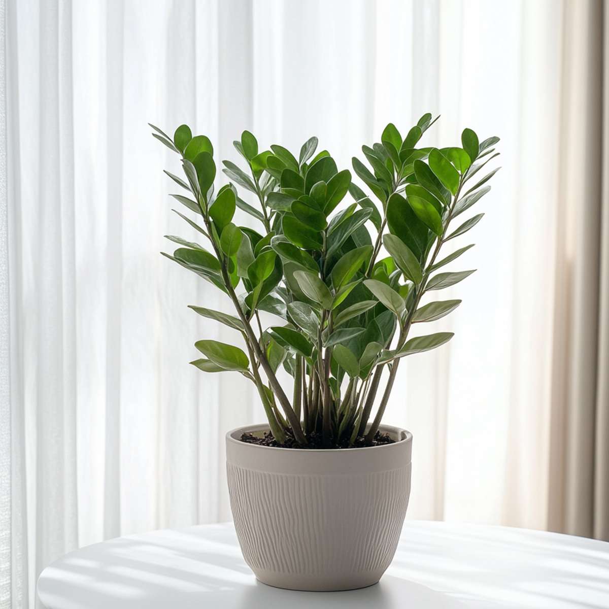 Other Green Houseplants Zamiakalla - Zamioculcas Emerald - Höjd 70-80Cm - ⌀21Cm