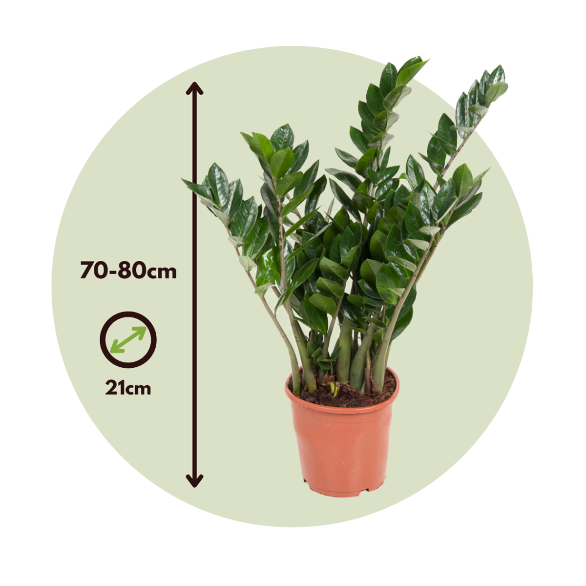 Other Green Houseplants Zamiakalla - Zamioculcas Emerald - Höjd 70-80Cm - ⌀21Cm