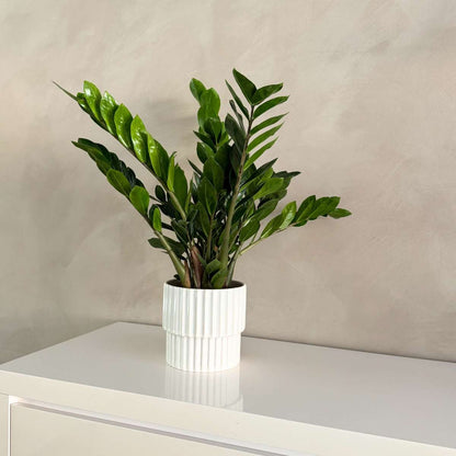 Other Green Houseplants Zamiakalla - Zamioculcas Emerald - Höjd 70-80Cm - ⌀21Cm