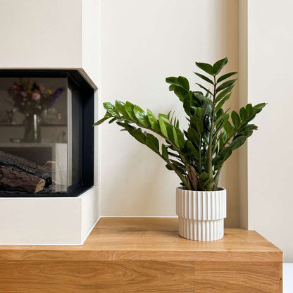 Other Green Houseplants Zamiakalla - Zamioculcas Emerald - Höjd 70-80Cm - ⌀21Cm