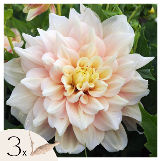 Florastore Dahlialökar - Set Om 3 - Dahlia 'Break Out' - Blomlökar - Rosa