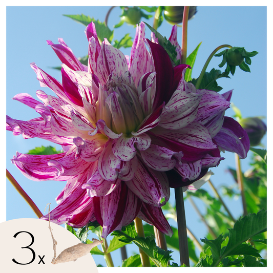 Florastore Dahlialökar - Set Om 3 - Dahlia 'Bristol Stripe' - Blomlökar - Rosa