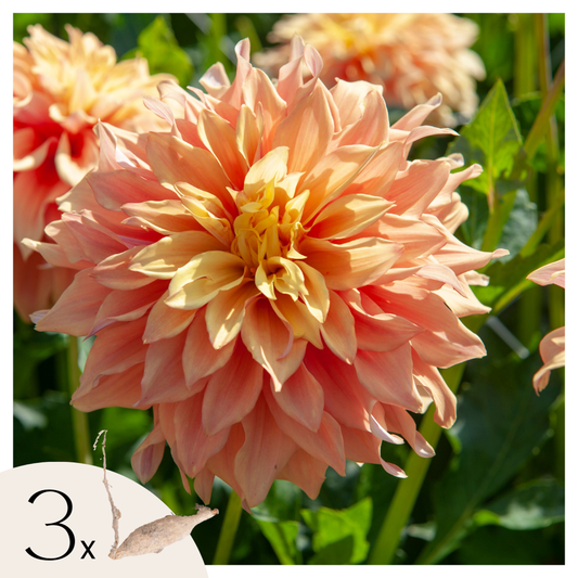Dahlialökar - Set Om 3 - Dahlia 'Tyrell' - Blomlökar - Grön