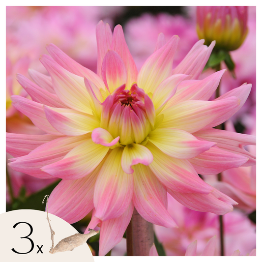 Dahlialökar - Set Om 3 - Dahlia 'Melody Gipsy' - Blomlökar - Flerfärgad