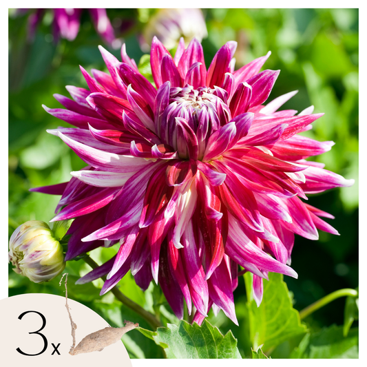 Florastore Dahlialökar - Set Om 3 - Dahlia 'Vancouver' - Blomlökar - Rosa