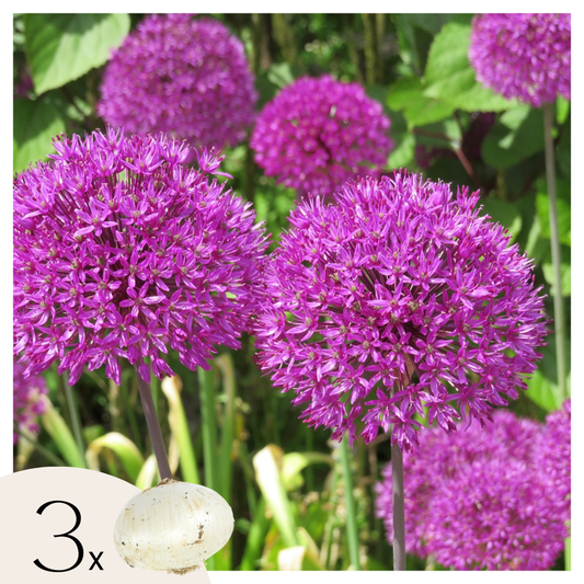 Florastore Allium Lökar - Set Om 3 - Allium 'Millenium' - Rhizomer - Purpur