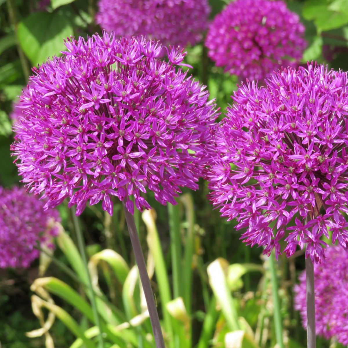 Allium Lökar - Set Om 3 - Allium 'Millenium' - Rhizomer - Purpur