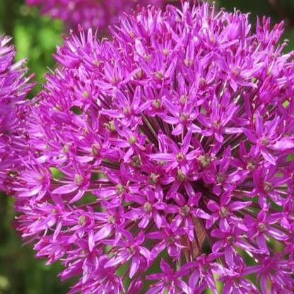 Allium Lökar - Set Om 3 - Allium 'Millenium' - Rhizomer - Purpur