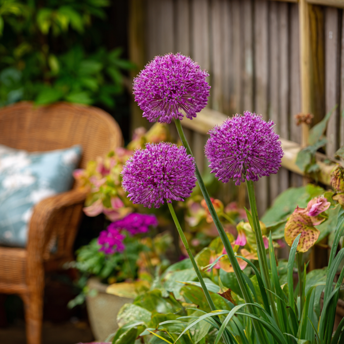 Allium Lökar - Set Om 3 - Allium 'Millenium' - Rhizomer - Purpur