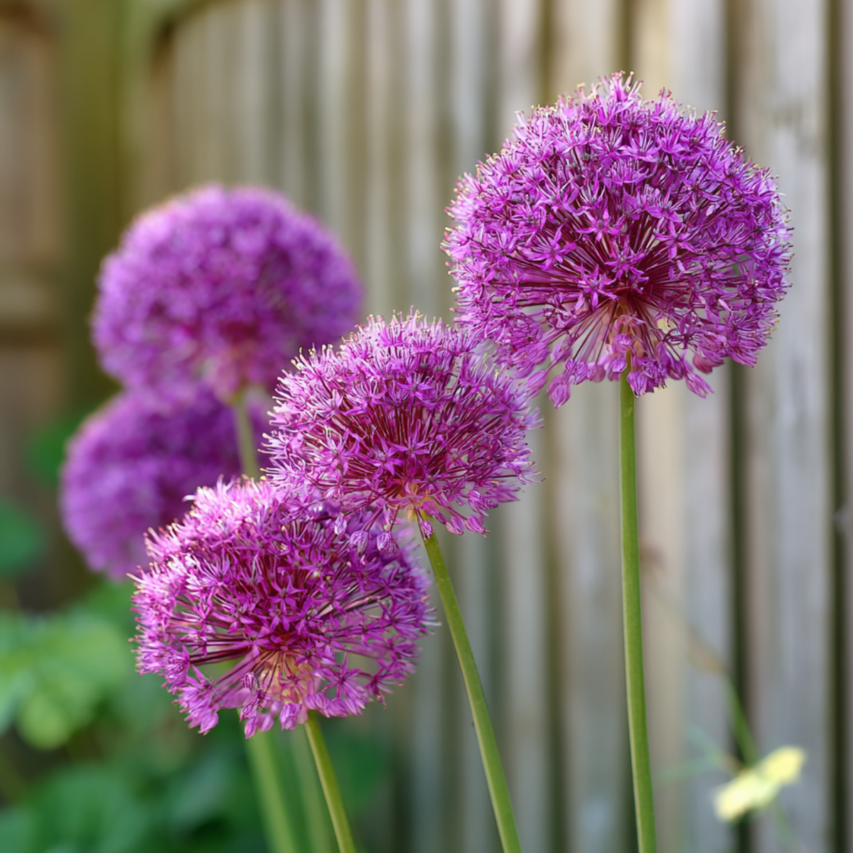 Allium Lökar - Set Om 3 - Allium 'Millenium' - Rhizomer - Purpur