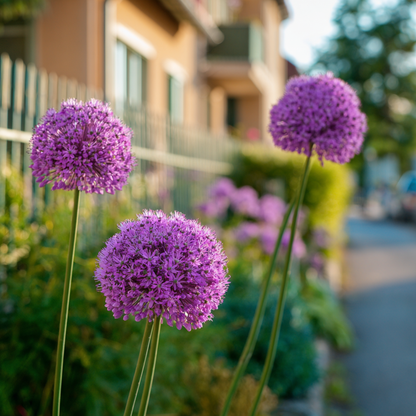 Allium Lökar - Set Om 3 - Allium 'Millenium' - Rhizomer - Purpur