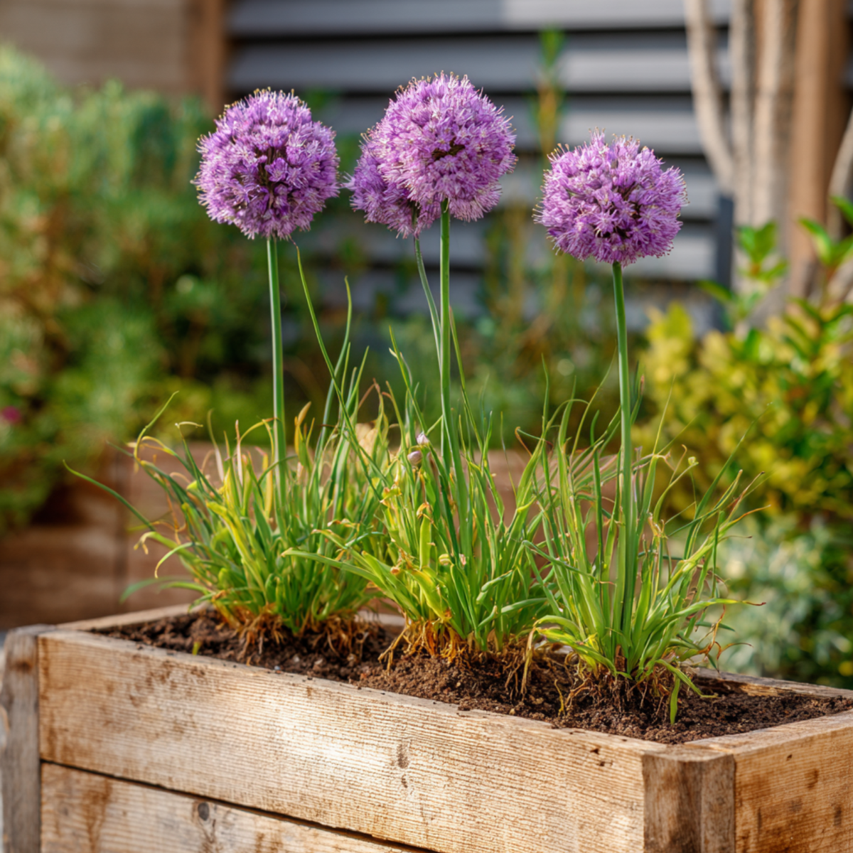 Allium Lökar - Set Om 3 - Allium 'Millenium' - Rhizomer - Purpur