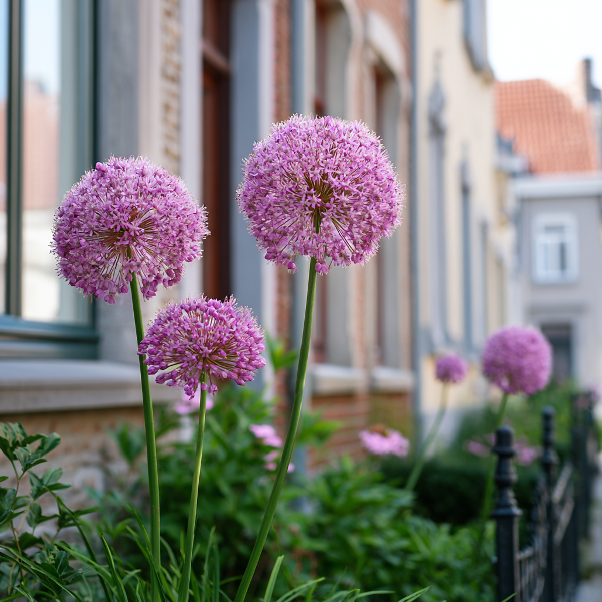 Allium Lökar - Set Om 3 - Allium 'Millenium' - Rhizomer - Purpur