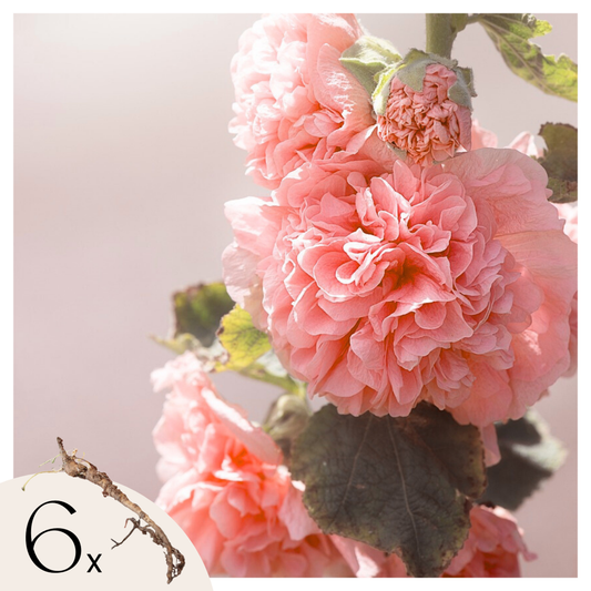 Florastore Stockros - Set Om 6 - Alcea Rosea 'Peaches 'N Dreams' - Rhizomer - Rosa