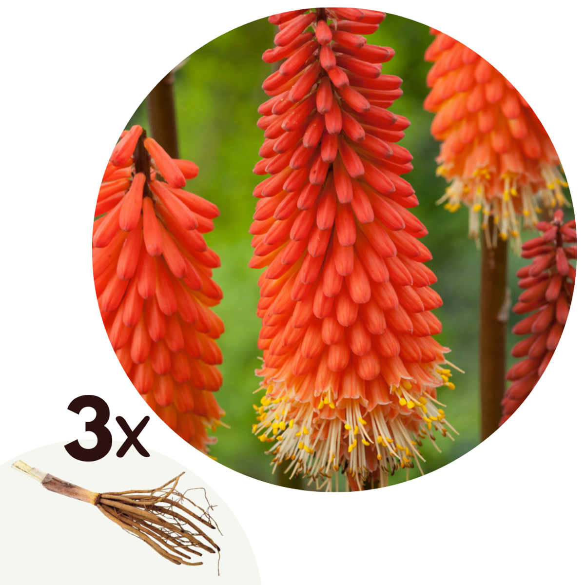 Florastore Fackellija - Set Om 3 - Tritoma Kniphofia 'Alcazar' - Rhizomer - Orange