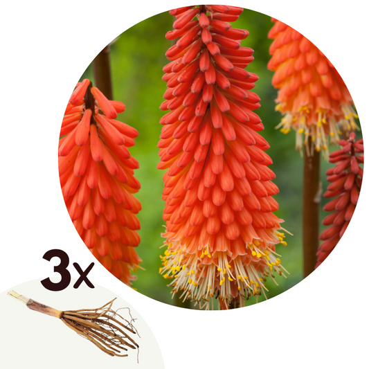Florastore Fackellija - Set Om 3 - Tritoma Kniphofia 'Alcazar' - Rhizomer - Orange