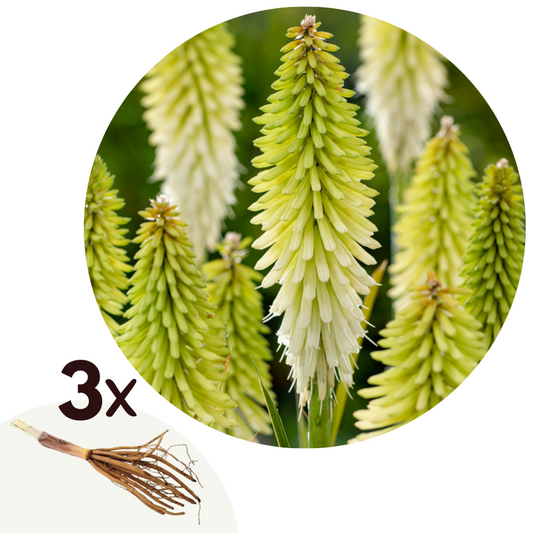 Florastore Fackellija - Set Om 3 - Tritoma Kniphofia 'Ice Queen' - Rhizomer - Vit