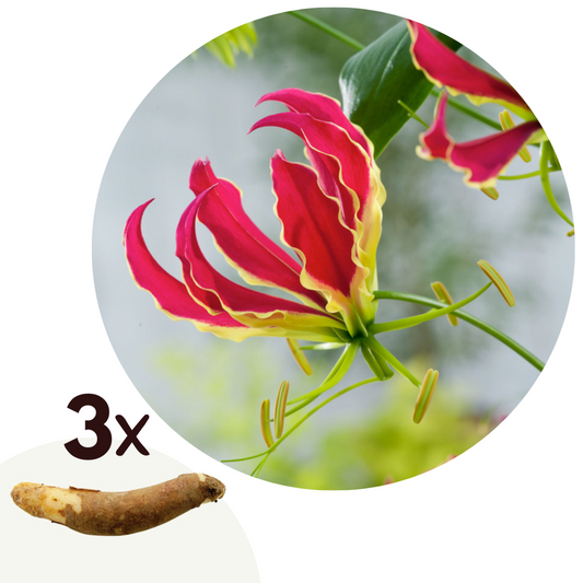 Florastore Klätterlilja - Set Om 3 - Gloriosa 'Rothschildiana' - Rhizomer - Röd
