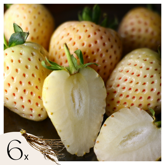 Florastore Jordgubbsplanta - Vita Jordgubbar - Set Om 6 - Fragaria 'White Pine' - Rhizomer