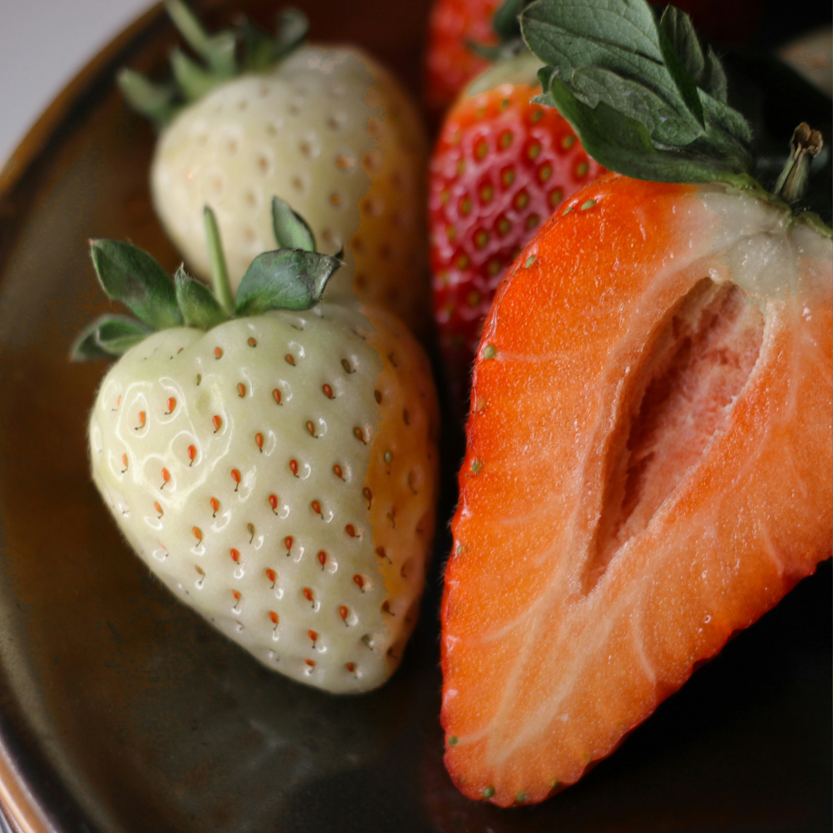 Other Types Of Flower Bulbs Jordgubbsplanta - Vita Jordgubbar - Set Om 6 - Fragaria 'White Pine' - Rhizomer