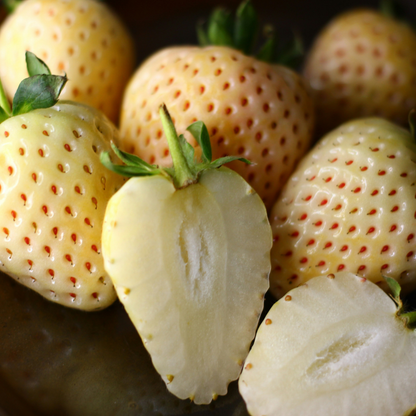 Other Types Of Flower Bulbs Jordgubbsplanta - Vita Jordgubbar - Set Om 6 - Fragaria 'White Pine' - Rhizomer
