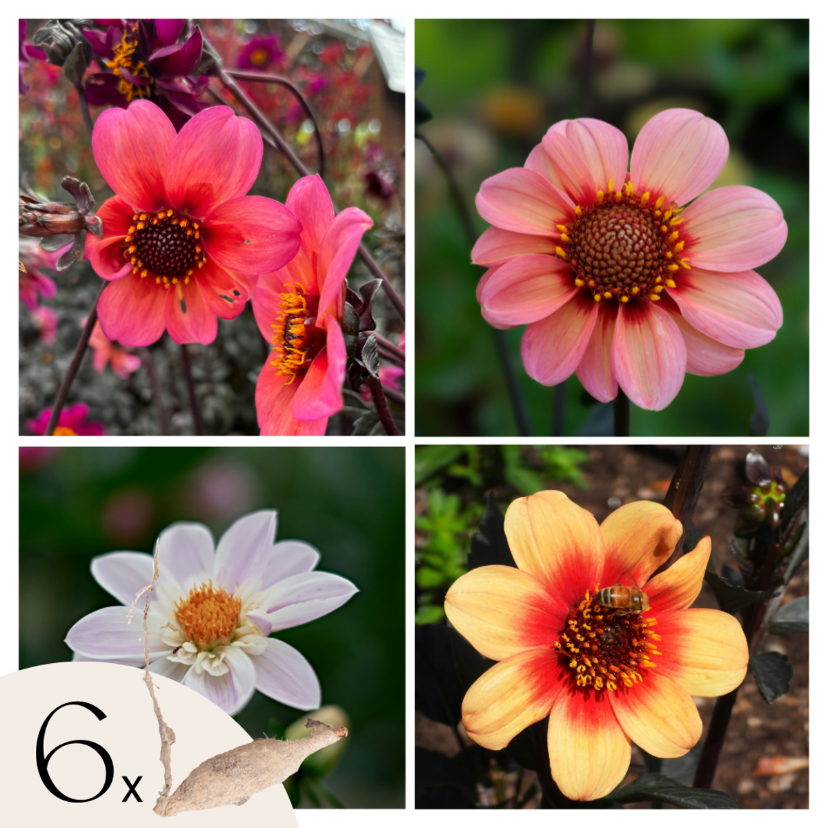 Dahlialökar - Set Om 6 - Dahlia 'Happy Single Mix' - Blomlökar - Flerfärgad