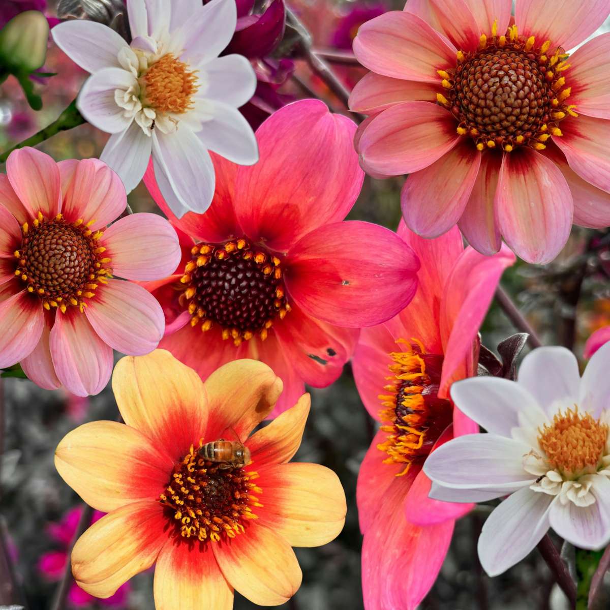 Dahlialökar - Set Om 6 - Dahlia 'Happy Single Mix' - Blomlökar - Flerfärgad