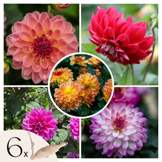 Florastore Dahlialökar - Set Om 6 - Dahlia 'Pacific Mix' - Blomlökar - Flerfärgad