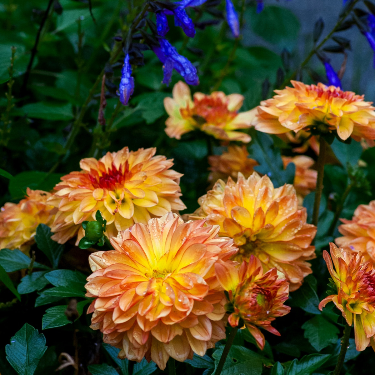 Dahlialökar - Set Om 6 - Dahlia 'Pacific Mix' - Blomlökar - Flerfärgad