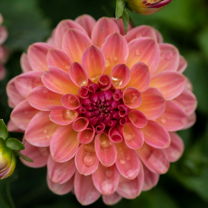 Dahlialökar - Set Om 6 - Dahlia 'Pacific Mix' - Blomlökar - Flerfärgad