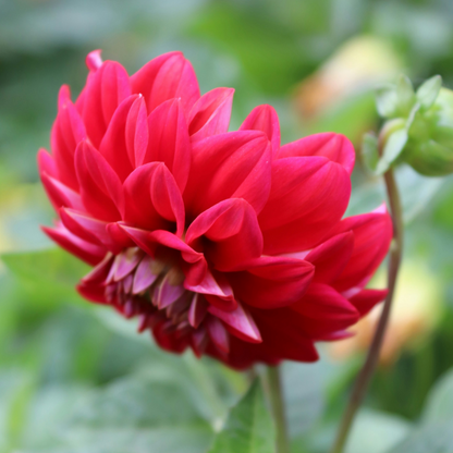 Dahlialökar - Set Om 6 - Dahlia 'Pacific Mix' - Blomlökar - Flerfärgad