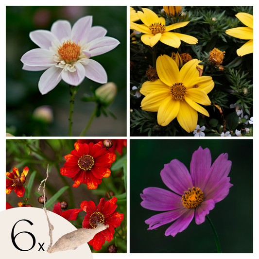 Dahlialökar - Set Om 6 - Dahlia 'Topmix' - Blomlökar - Flerfärgad