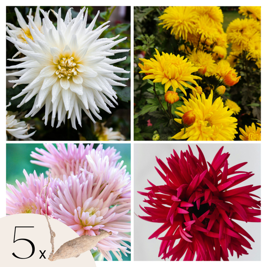 Florastore Dahlialökar - Set Om 5 - Dahlia 'Cactus Mix' - Blomlökar - Flerfärgad