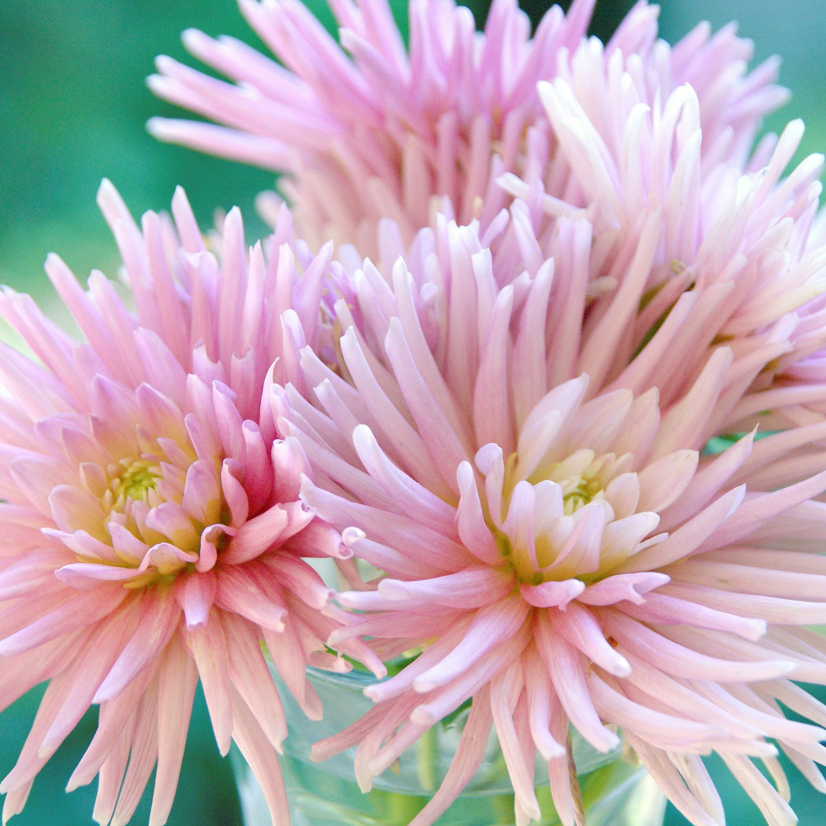 Dahlialökar - Set Om 5 - Dahlia 'Cactus Mix' - Blomlökar - Flerfärgad